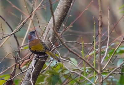 Chestnut-crowned -Laughingthrush