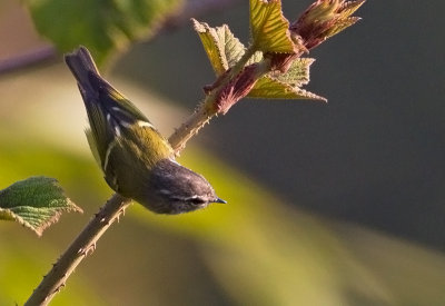 Ashy-throated Warbler 