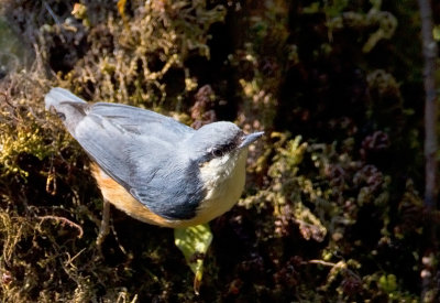  White-tailed Nuthatch.