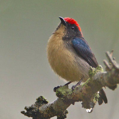 Scarlet-backed Flowerpecker 