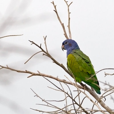 Blue-headed-parrot.
