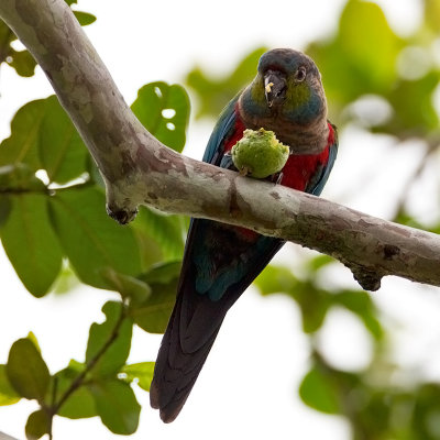Crimson-bellied Parakeet