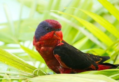 Black-Winged Lory