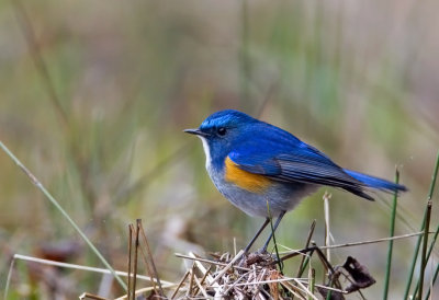 Hymalayan  Bluetail