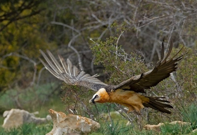 Bearded Vulture