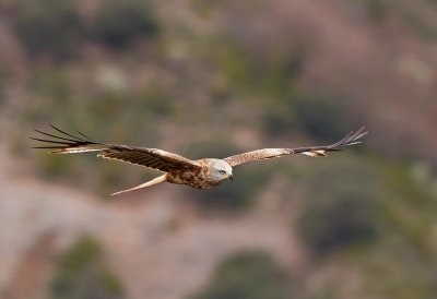 Red Kite