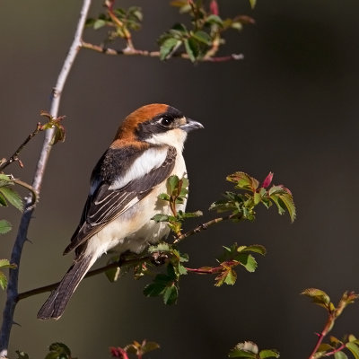 Red-headed Shrike