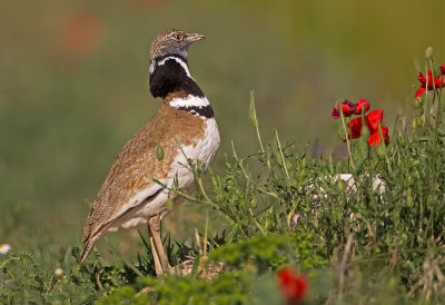 Little Bustard