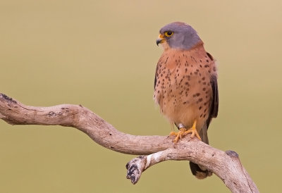 Lesser Kestrel