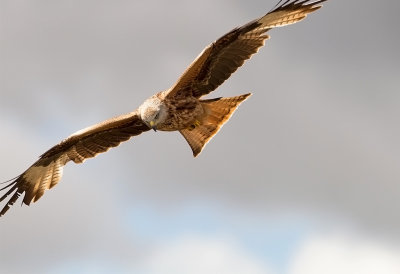 Red Kite