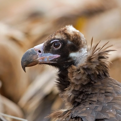 Cinereous  Vulture