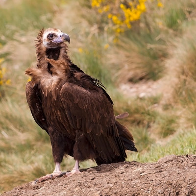 Cinereous  Vulture