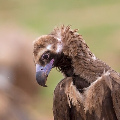 Cinereous  Vulture