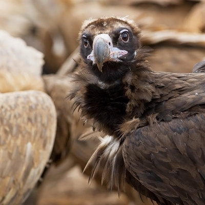 Cinereous  Vulture