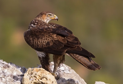 Bonelli's Eagle (f)