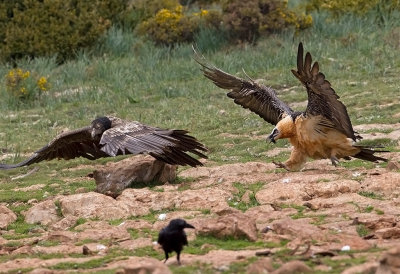 Bearded Vulture