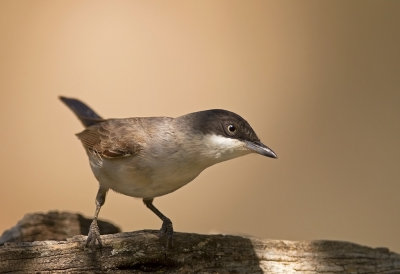 Western Orphean Warbler