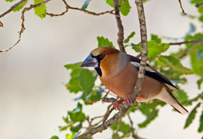 Hawfinch