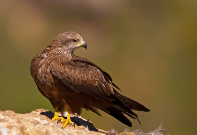 Black Kite