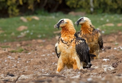 Bearded Vulture