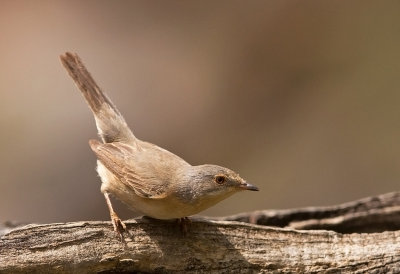 Western Subalpine Warbler