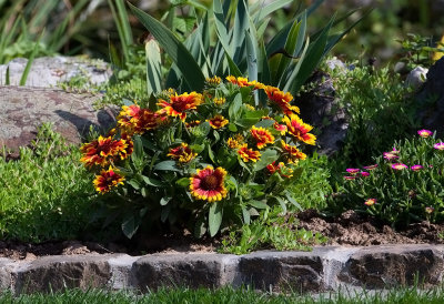 Gaillardia Sunset