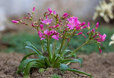 Lewisia Cotyledon