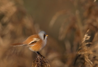 Bearded Reedling