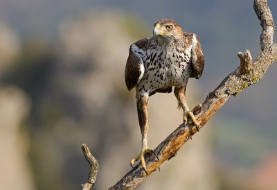 Bonelli's Eagle