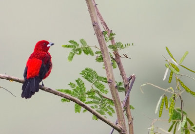 Brazilian Tanager