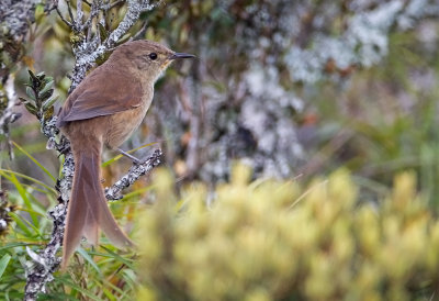 Itatiaia Spinetail