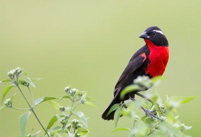 White- browed Blackbird