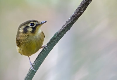 White-throated Spadebill