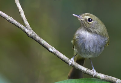 Drab-breasted Pygmy-Tyrant