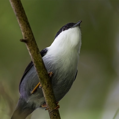 White-bearded Manakin