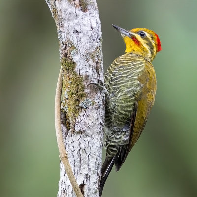 White(or yellow) browed Woodpecker(fem)