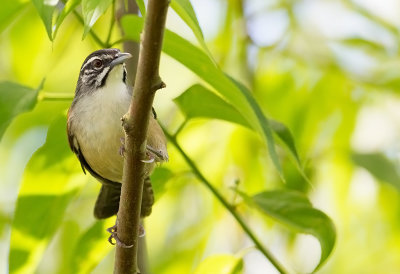 Moustached Wren