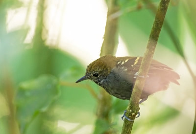 Star-throated Antwren