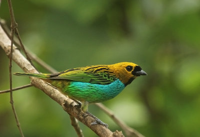 Gilt-edged Tanager