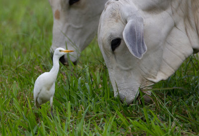 Cattle Egret