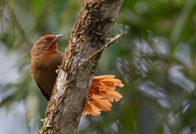 Orange-eyed Thornbird