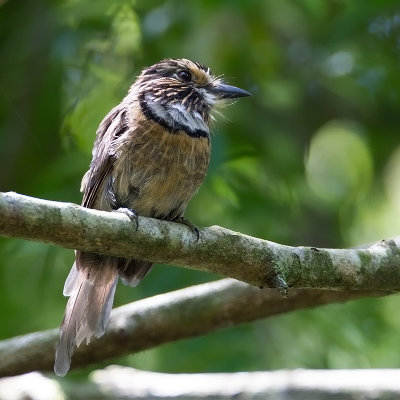 Crescent-chested Puffbird