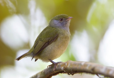 Pin -Tailed Manakin