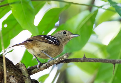 Sooretama Slaty-Antshrike (f)