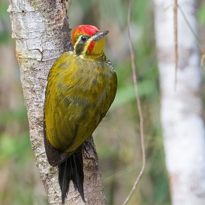 White(or yellow) browed Woodpecker