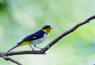 Yellow-backed Tanager 