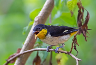 _Yellow-backed Tanager