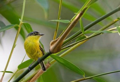 Gray-headed (or Yellow-lored) Tody Flycatcher