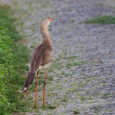 Red-legged Seriema