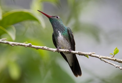 Blue-chinned Sapphire